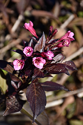 Fine Wine Weigela (Weigela florida 'Bramwell') at Lakeshore Garden Centres