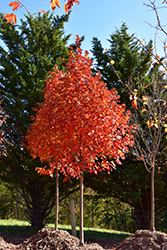 Flashfire Sugar Maple (Acer saccharum 'JFS-Caddo2') at A Very Successful Garden Center