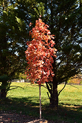 Autumn Fest Sugar Maple (Acer saccharum 'JFS-KW8') at Stonegate Gardens