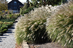 Gracillimus Maiden Grass (Miscanthus sinensis 'Gracillimus') at Stonegate Gardens