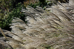 Gracillimus Maiden Grass (Miscanthus sinensis 'Gracillimus') at Stonegate Gardens
