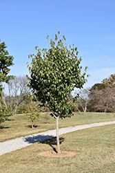 Emerald Pointe Hardy Rubber Tree (Eucommia ulmoides 'Empozam') at Stonegate Gardens
