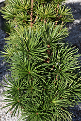 Green Star Umbrella Pine (Sciadopitys verticillata 'Green Star') at Stonegate Gardens