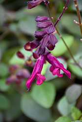 Love And Wishes Salvia (Salvia 'Ser-Wish') at Stonegate Gardens