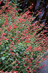 Ember's Wish Salvia (Salvia 'Sal1010-1') at Stonegate Gardens