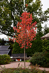 Red Splyndor Black Gum (Nyssa sylvatica 'NSMTF') at Lakeshore Garden Centres