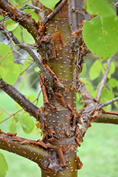 China Snow Pekin Lilac (Syringa pekinensis 'China Snow') at Lakeshore Garden Centres