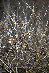 Dune Willow (Salix hookeriana) at Stonegate Gardens
