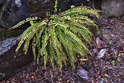 Maidenhair Spleenwort (Asplenium trichomanes) at Stonegate Gardens