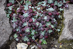 Broadleaf Stonecrop (Sedum spathulifolium) at Lakeshore Garden Centres