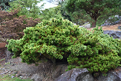 Sayonara Japanese Black Pine (Pinus thunbergii 'Sayonara') at Stonegate Gardens