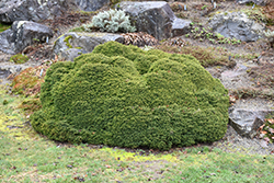 Little Gem Spruce (Picea abies 'Little Gem') at Lakeshore Garden Centres