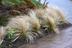 Mexican Feather Grass (Nassella tenuissima) at Stonegate Gardens