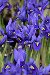 Reticulated Iris (Iris reticulata) at Stonegate Gardens