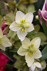 Gold Collection Shooting Star Hellebore (Helleborus 'Shooting Star') at Stonegate Gardens