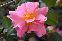 Ballet In Pink Camellia (Camellia x williamsii 'Ballet In Pink') at Stonegate Gardens