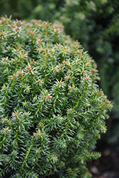 Compressa Japanese Cedar (Cryptomeria japonica 'Compressa') at Stonegate Gardens