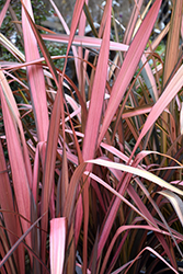Maori Sunrise New Zealand Flax (Phormium 'Maori Sunrise') at Stonegate Gardens