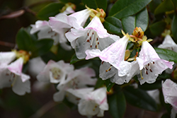 Cilpinense Rhododendron (Rhododendron 'Cilpinense') at Stonegate Gardens