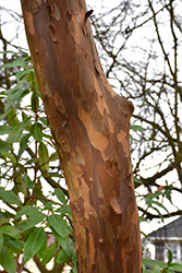 Japanese Stewartia (Stewartia pseudocamellia) at Lakeshore Garden Centres