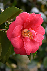 Grandiflora Rosea Camellia (Camellia japonica 'Grandiflora Rosea') at Stonegate Gardens