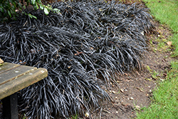 Black Mondo Grass (Ophiopogon planiscapus 'Nigrescens') at Stonegate Gardens