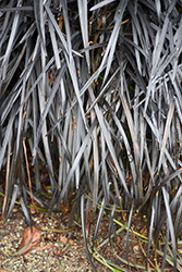 Black Mondo Grass (Ophiopogon planiscapus 'Nigrescens') at Stonegate Gardens