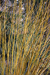 Golden Willow (Salix alba 'Vitellina') at Lakeshore Garden Centres
