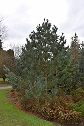 Limber Pine (Pinus flexilis) at A Very Successful Garden Center