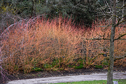 Midwinter Fire Dogwood (Cornus sanguinea 'Midwinter Fire') at Stonegate Gardens