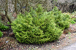 Dwarf Hiba Arborvitae (Thujopsis dolabrata 'Nana') at Stonegate Gardens