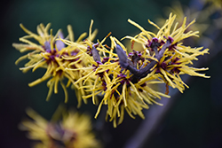 Wisley Supreme Witchhazel (Hamamelis mollis 'Wisley Supreme') at A Very Successful Garden Center