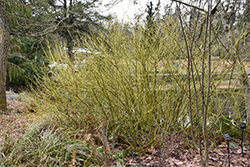 Yellow Twig Dogwood (Cornus sericea 'Flaviramea') at Stonegate Gardens