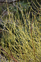 Yellow Twig Dogwood (Cornus sericea 'Flaviramea') at Stonegate Gardens