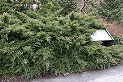 Tasmanian Podocarp (Podocarpus alpinus) at Stonegate Gardens