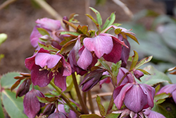 Purple Hellebore (Helleborus atrorubens) at A Very Successful Garden Center