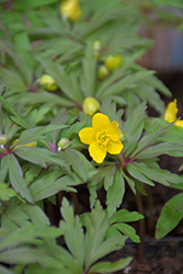 Yellow Wood Anemone (Anemone ranunculoides) at A Very Successful Garden Center