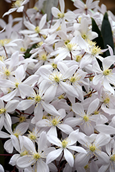 Apple Blossom Clematis (Clematis armandii 'Apple Blossom') at Stonegate Gardens