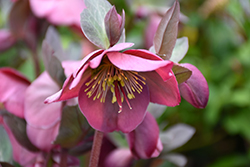 Penny's Pink Hellebore (Helleborus 'Penny's Pink') at Stonegate Gardens
