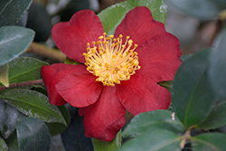 October Magic Crimson N' Clover Camellia (Camellia sasanqua 'Green 08-052') at Stonegate Gardens