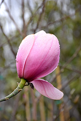 Sweetheart Magnolia (Magnolia 'Sweetheart') at Stonegate Gardens