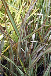 Jack Spratt New Zealand Flax (Phormium tenax 'Jack Spratt') at Stonegate Gardens