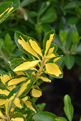 Hines Gold Japanese Euonymus (Euonymus japonicus 'Hines Gold') at Stonegate Gardens