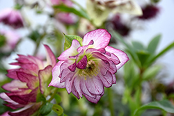 Peppermint Ice Hellebore (Helleborus 'Peppermint Ice') at Stonegate Gardens