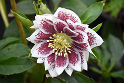 Painted Doubles Hellebore (Helleborus 'Painted Doubles') at A Very Successful Garden Center