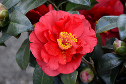 Blood Of China Camellia (Camellia japonica 'Blood Of China') at Stonegate Gardens