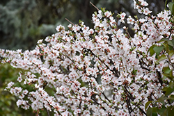Nanking Cherry (Prunus tomentosa) at A Very Successful Garden Center