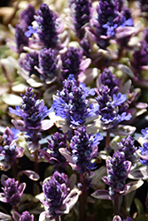 Dixie Chip Bugleweed (Ajuga 'Dixie Chip') at A Very Successful Garden Center