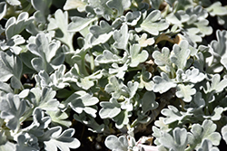 Boughton Silver Artemisia (Artemisia stelleriana 'Boughton Silver') at Lakeshore Garden Centres