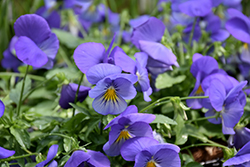 Cool Wave Blue Skies Pansy (Viola x wittrockiana 'PAS1077345') at Stonegate Gardens